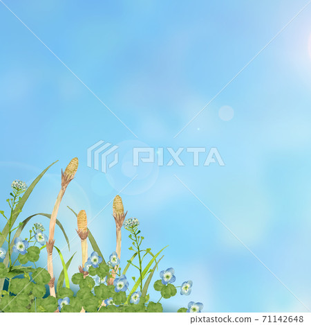 Spring field where horsetail grows Spring field where horsetail grows 71142648