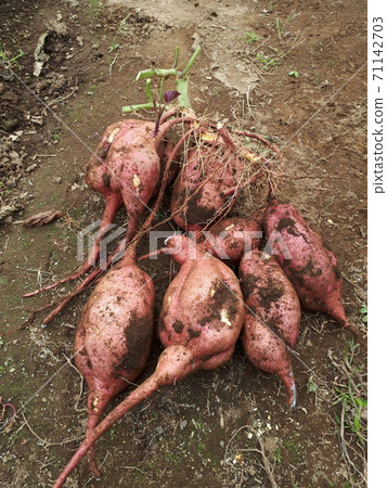 Autumn taste, potato digging, Anno potato 71142703