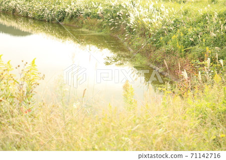 安靜的池塘水面和植物4 安靜的池塘水面和植物4 71142716