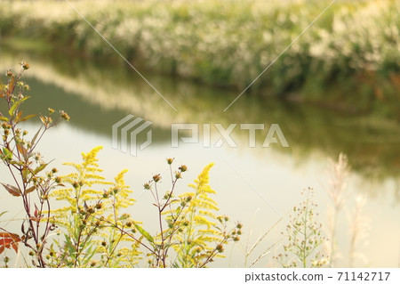 安靜的池塘水面和植物3 安靜的池塘水面和植物3 71142717