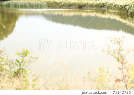 安靜的池塘水面和植物2 安靜的池塘水面和植物2 71142720