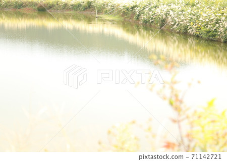 安靜的池塘水面和植物1 71142721