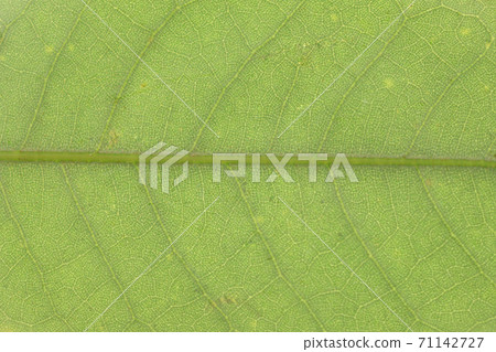 Sudajii leaves and veins 71142727