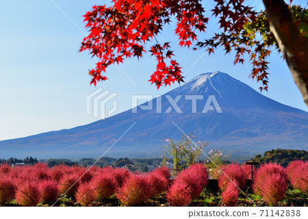 Scenery of Mt. Fuji from Lake Kawaguchi in autumn Scenery of Mt. Fuji from Lake Kawaguchi in autumn 71142838