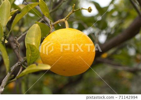 夏季橙色 夏季橙色 71142994