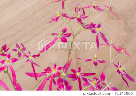 Pretty wild grass, capital grass Pretty wild grass, capital grass 71143006