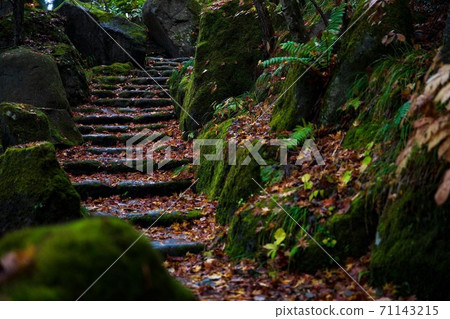 Autumn of ivy 71143215