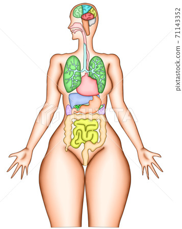 器官腦結構圖 71143352