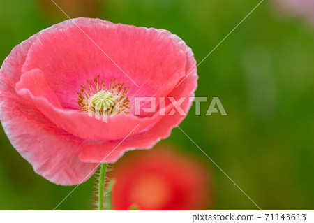 Poppy Poppy 71143613