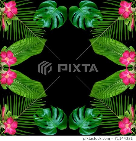 Green monstera leaves pattern for nature concept,tropical leaf textured background 71144381