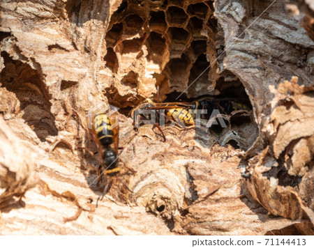 The European hornet, lat. Vespa crabro, is the largest eusocial wasp native to Europe 71144413