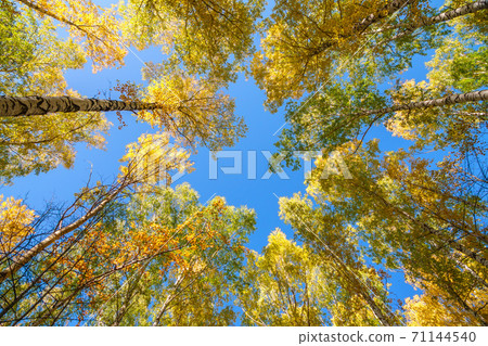 Tree tops in the autumn forest, a view from the bottom upward on blue sky background. Tree tops in the autumn forest, a view from the bottom upward on blue sky background. 71144540