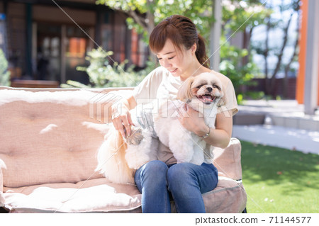 Owner brushing his dog Owner brushing his dog 71144577