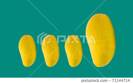 One large yellow mango on a green background is bigger than the others  71144714