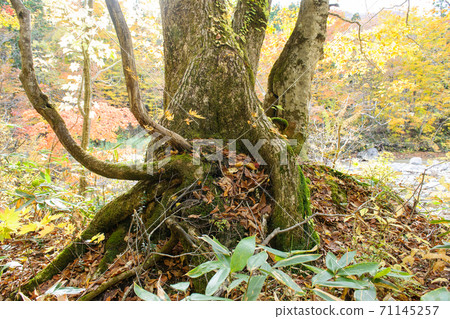 Stone-hugging Quercus crispula and beech Akita, Akita Prefecture Stone-hugging Quercus crispula and beech Akita, Akita Prefecture 71145257