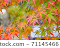楓樹開始變紅 71145466