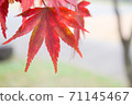 楓染成紅色 71145467