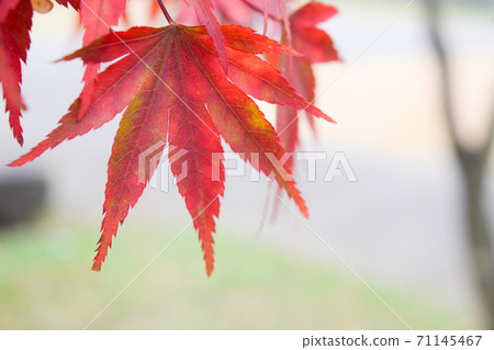楓染成紅色 楓染成紅色 71145467