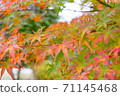 楓樹開始變紅 71145468