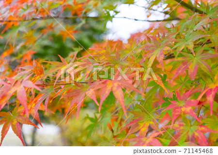 楓樹開始變紅 楓樹開始變紅 71145468
