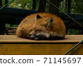 Miyagi Zao Fox Village Kita Fox Sleep 71145697