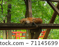 Miyagi Zao Fox Village Kita Fox Sleep 71145699