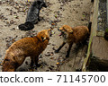 Miyagi Zao Fox Village Kita Kitsune Fight 71145700