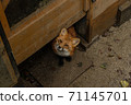 Miyagi Zao Fox Village Kita Kitsune Begging 71145701