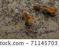 Miyagi Zao Fox Village Kita Fox 71145703