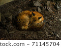Miyagi Zao Fox Village Kita Kitsune Manju 71145704
