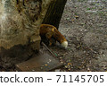 Miyagi Zao Fox Village Kita Kitsune Tail 71145705