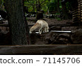 Miyagi Zao Fox Village White fox tail 71145706