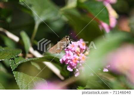 Ichimon dieseli和Lantana Ichimon dieseli和Lantana 71146040
