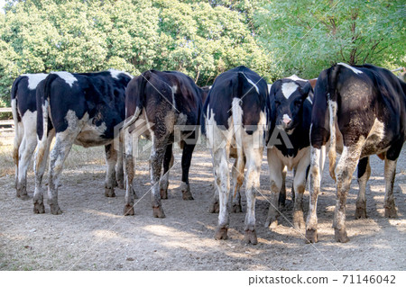 站在群中的荷斯坦奶牛的背影 71146042