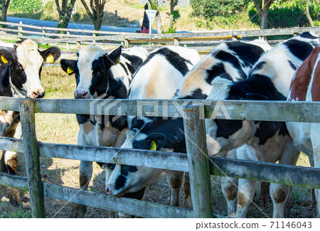 荷斯坦奶牛聚集在木柵欄附近 71146043