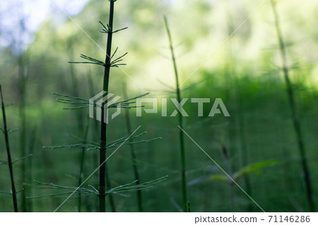 horsetail grows in a swamp in the nature reserve of Russia Losiny Ostrov horsetail grows in a swamp in the nature reserve of Russia Losiny Ostrov 71146286