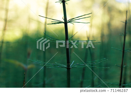 horsetail grows in a swamp in the nature reserve of Russia Losiny Ostrov horsetail grows in a swamp in the nature reserve of Russia Losiny Ostrov 71146287