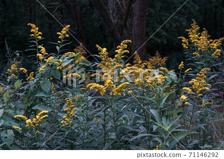 The wild flowers of Solidago canadensis or late goldenrod. Selective focus. State flower of the U.S. states of Kentucky and Nebraska The wild flowers of Solidago canadensis or late goldenrod. Selective focus. State flower of the U.S. states of Kentucky and Nebraska 71146292