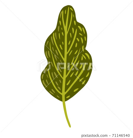 Leaf isolated on white background. Summer season green color hand drawn in doodle style, 71146540