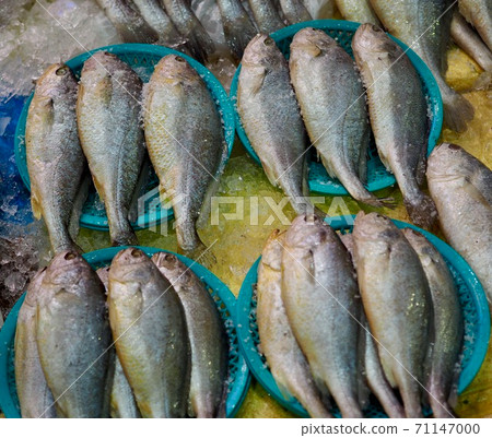 Fresh sea seafood early, fish 71147000