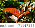 The red young shoots of the guava species are red 71147355