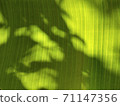 Light and shadow on banana leaves 71147356