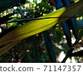 Young leaves of palm trees in the forest When exposed to sunlight 71147357