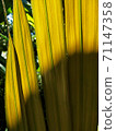 Young leaves of palm trees in the forest When exposed to sunlight 71147358