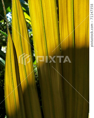 Young leaves of palm trees in the forest When exposed to sunlight Young leaves of palm trees in the forest When exposed to sunlight 71147358
