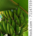 Raw bananas that have not been harvested 71147359