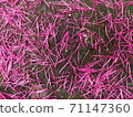 Pink pollen falls on the cement floor. 71147360