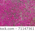 Pink pollen falls on the cement floor. 71147361