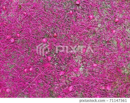Pink pollen falls on the cement floor. Pink pollen falls on the cement floor. 71147361