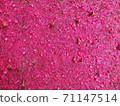 Pink pollen falls on the cement floor. 71147514